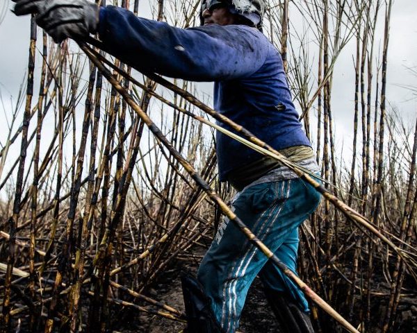 Sugarcane harvesting 1