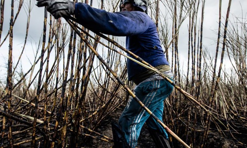 Sugarcane harvesting 1